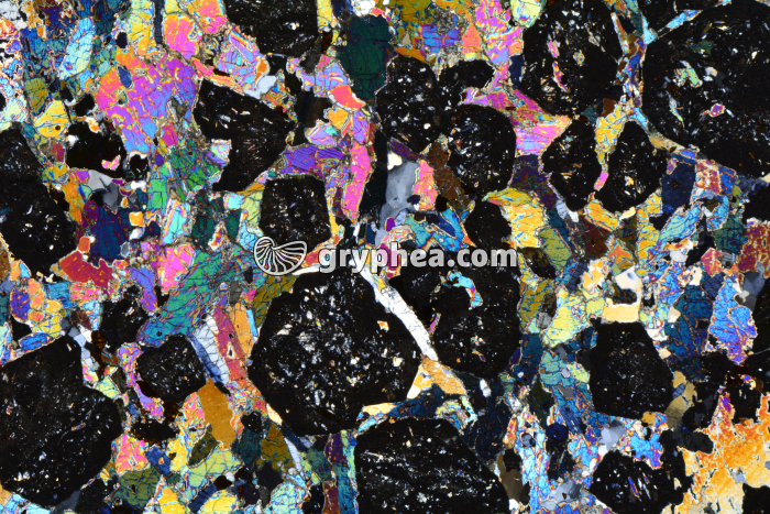 Eclogite LPA x3,5 - gryphea.com